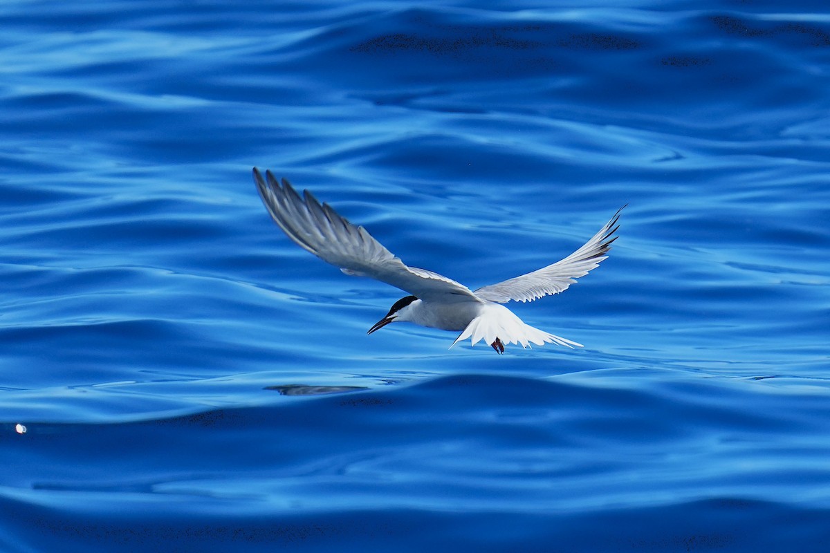 Common Tern - ML643973758