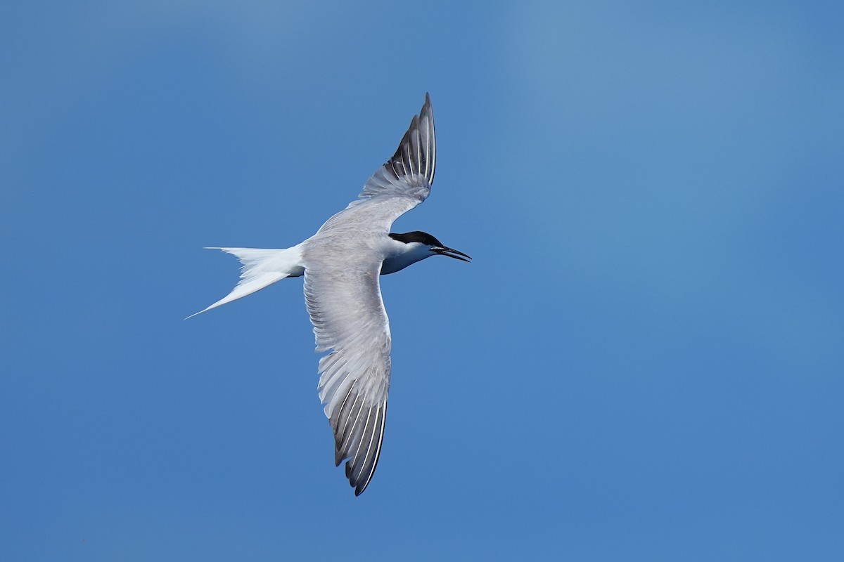 Common Tern - ML643973759