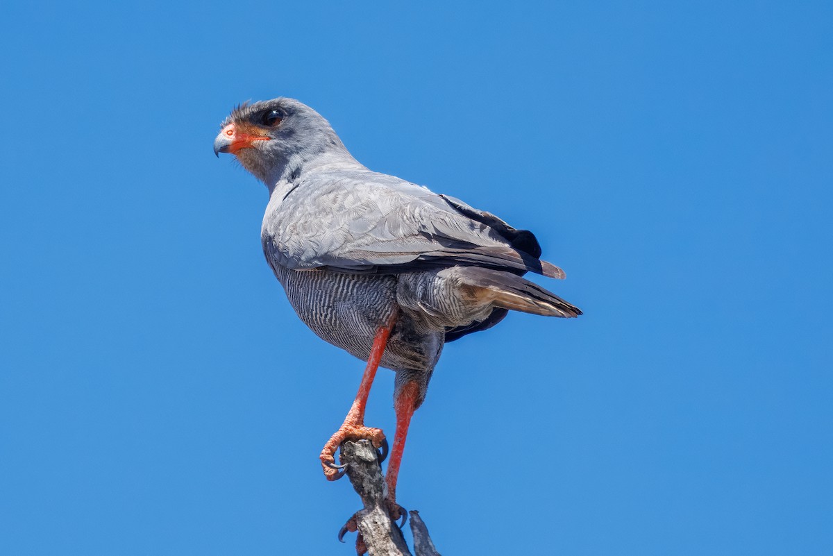 Dark Chanting-Goshawk - ML643973766
