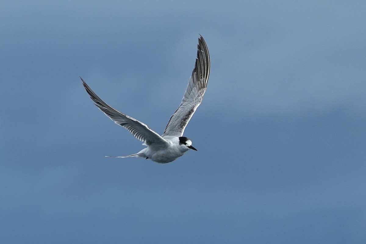 Common Tern - ML643973770