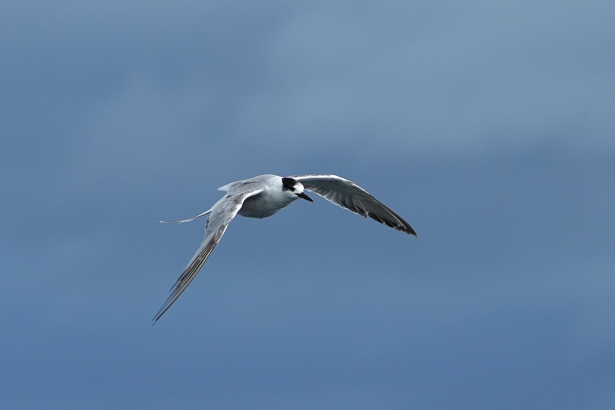 Common Tern - ML643973771
