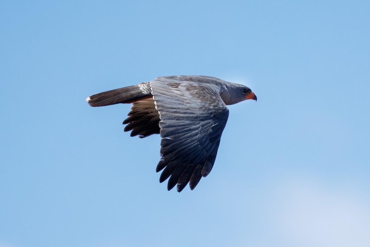 Dark Chanting-Goshawk - ML643973772