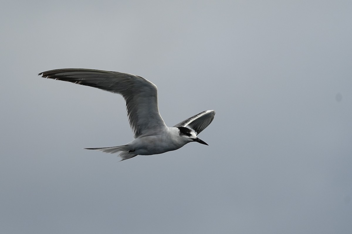 Common Tern - ML643973777