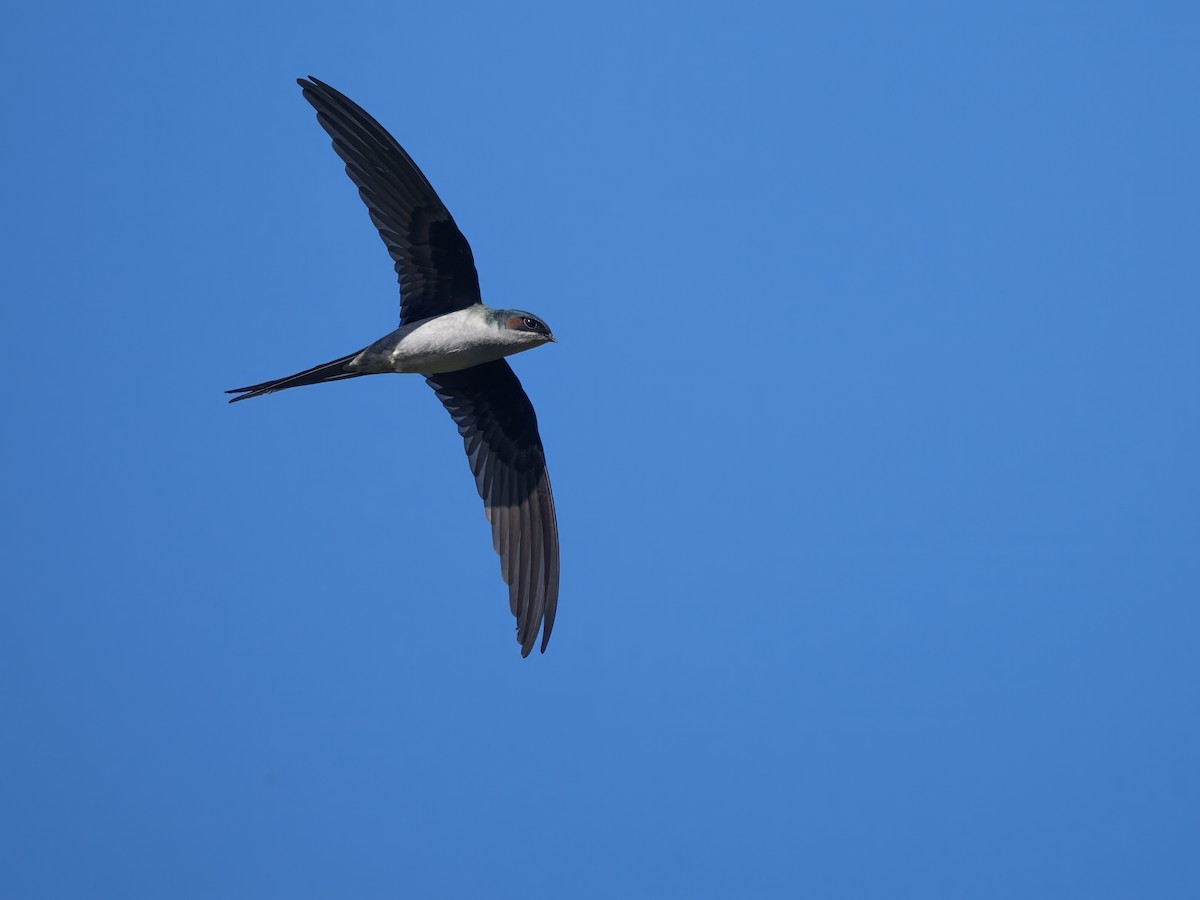 カンムリアマツバメ - ML643973783