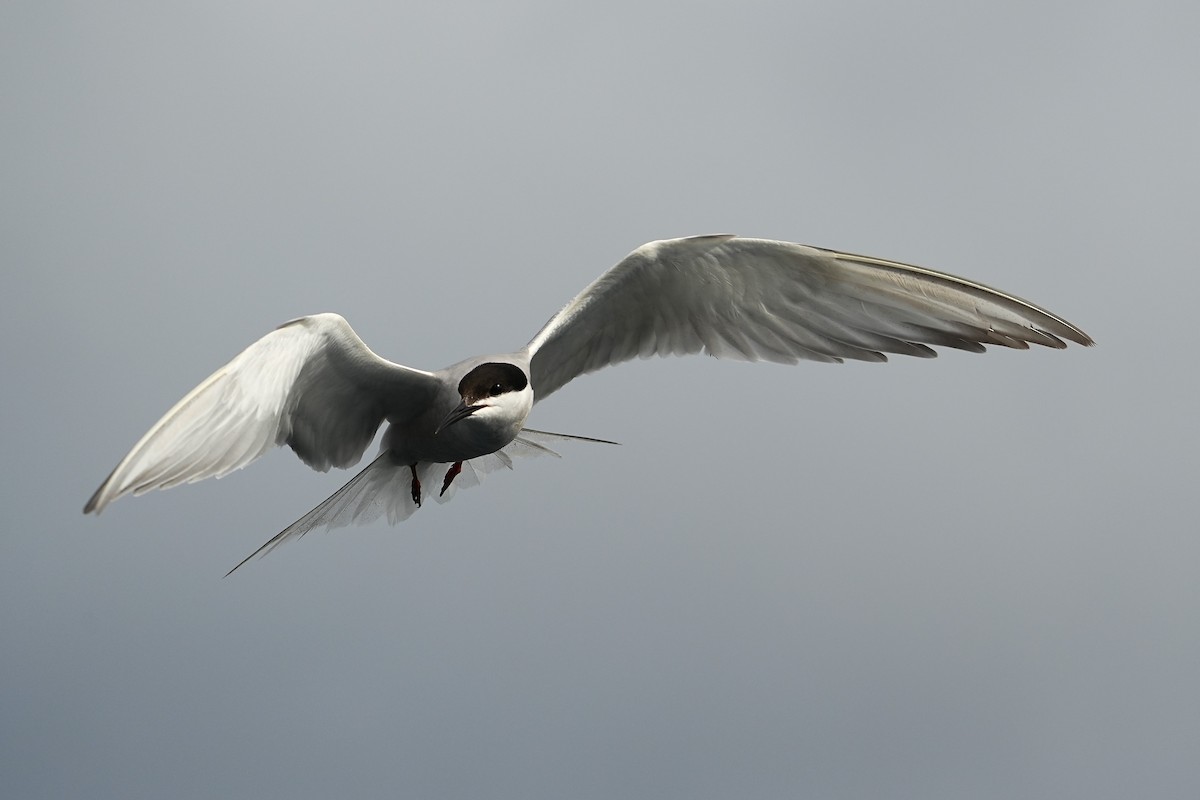 Common Tern - ML643973784