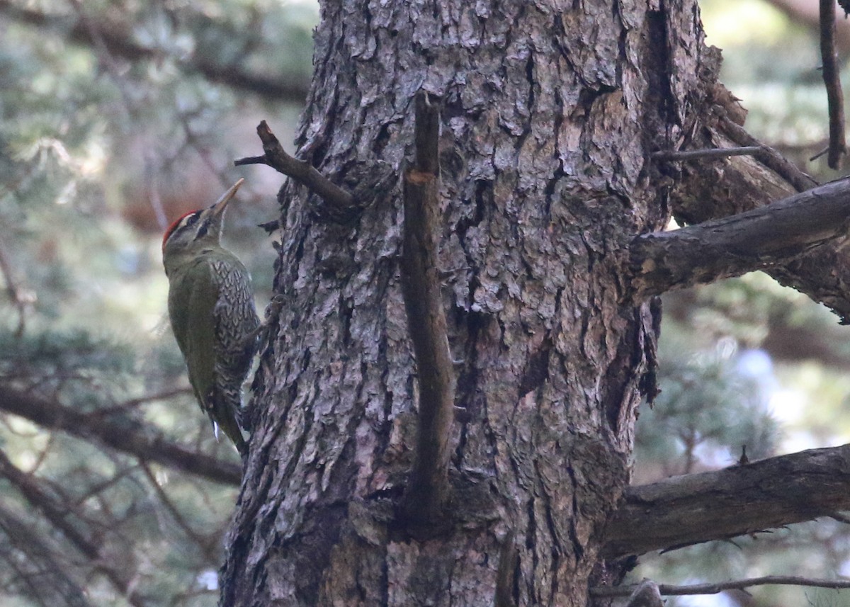 Scaly-bellied Woodpecker - ML643973785