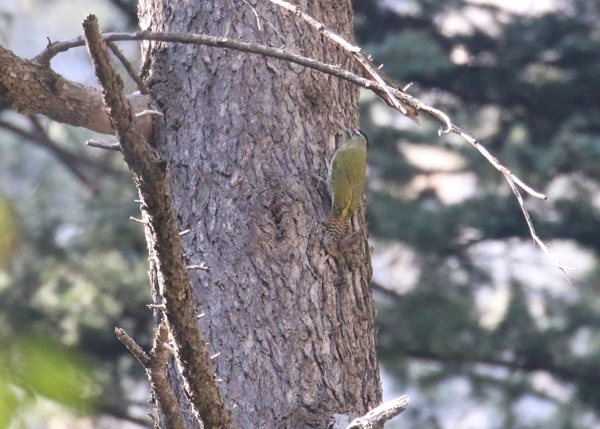 Scaly-bellied Woodpecker - ML643973786