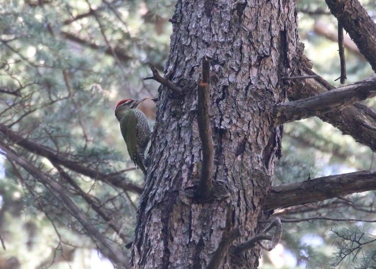 Scaly-bellied Woodpecker - ML643973787