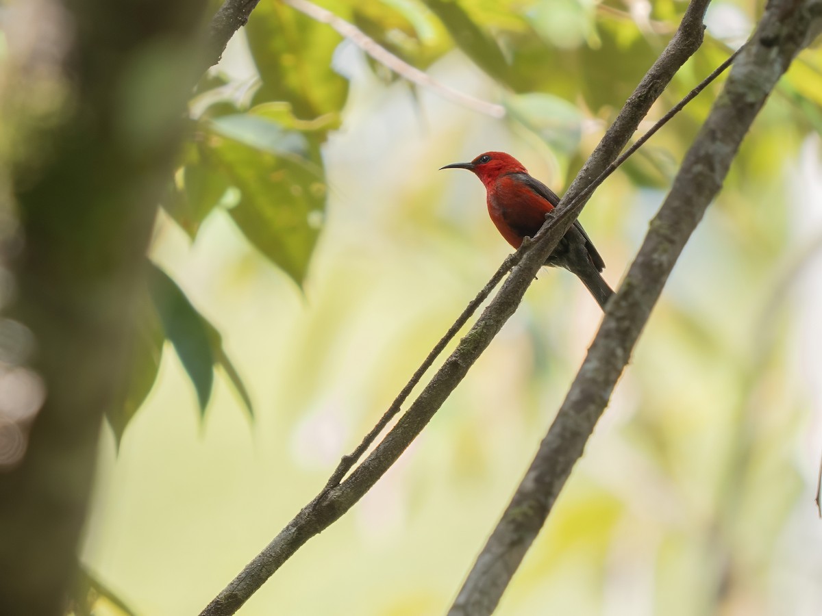 Taliabu Myzomela - ML643973788