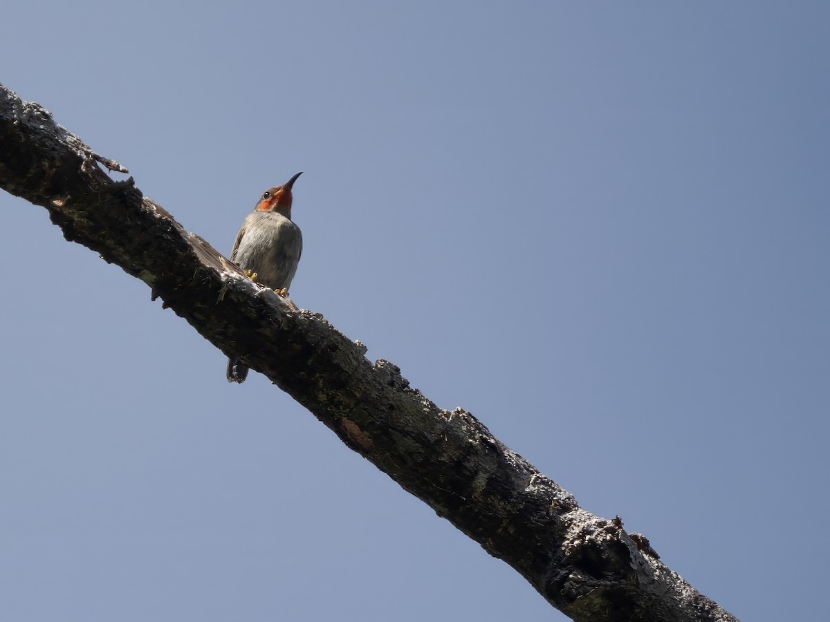 Taliabu Myzomela - ML643973789