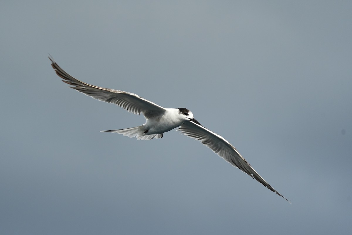 Common Tern - ML643973790