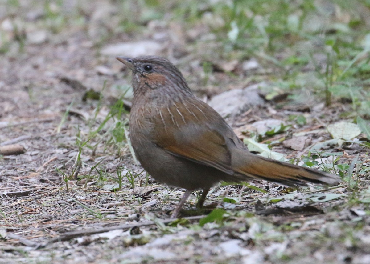 Streaked Laughingthrush - ML643973792