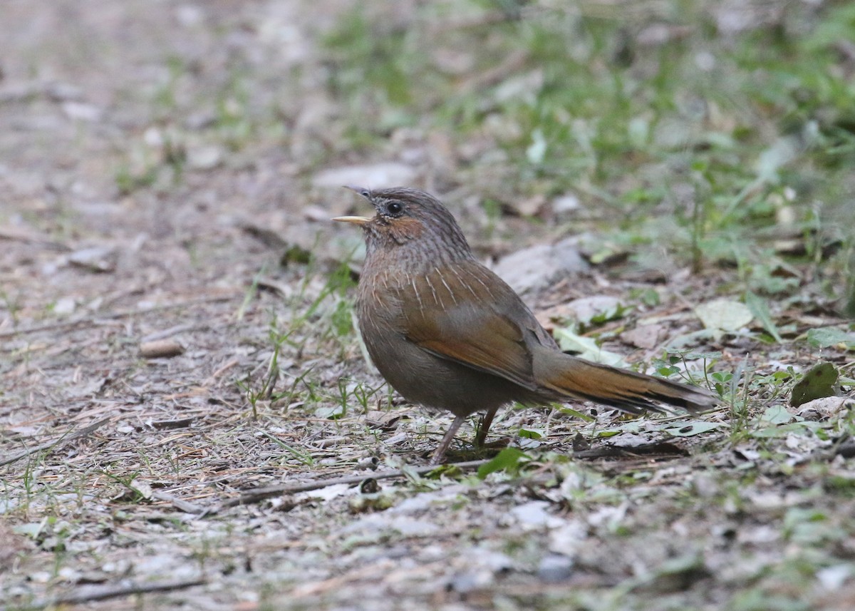 Streaked Laughingthrush - ML643973793