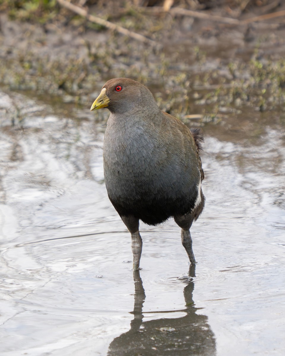 Tasmanian Nativehen - ML643973795