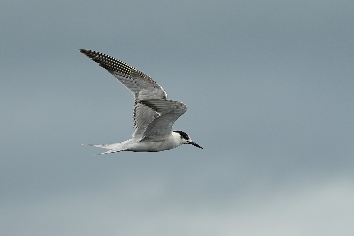 Common Tern - ML643973799