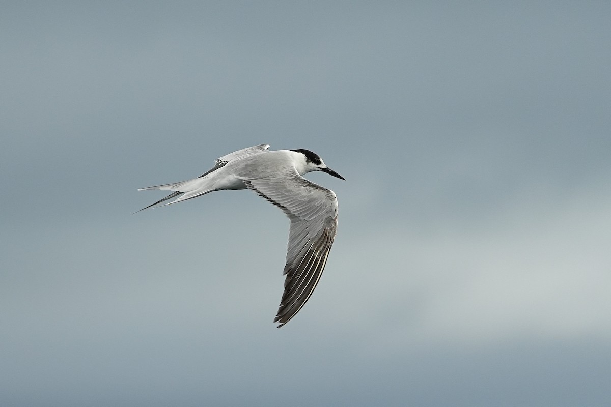 Common Tern - ML643973800