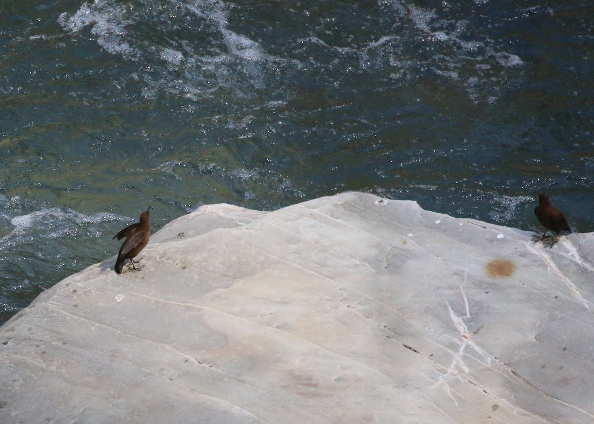 אמודאי אסייתי - ML643973801