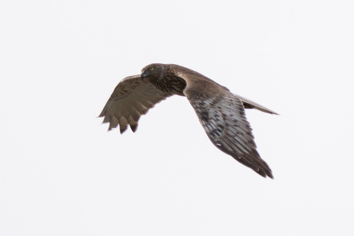 Swamp Harrier - ML643973808