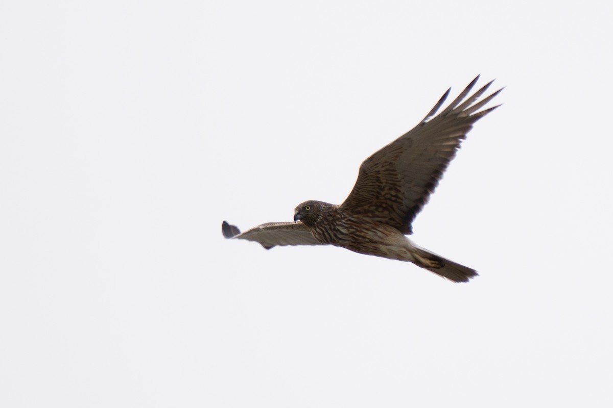 Swamp Harrier - ML643973809