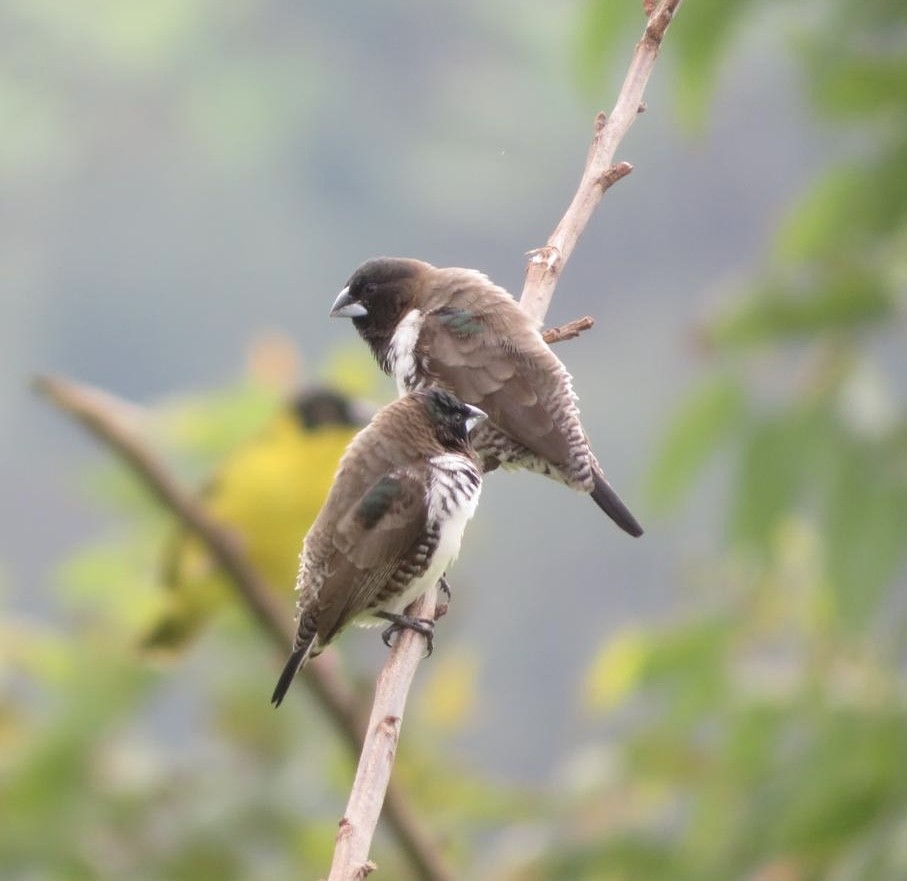 Bronze Mannikin - ML643973815