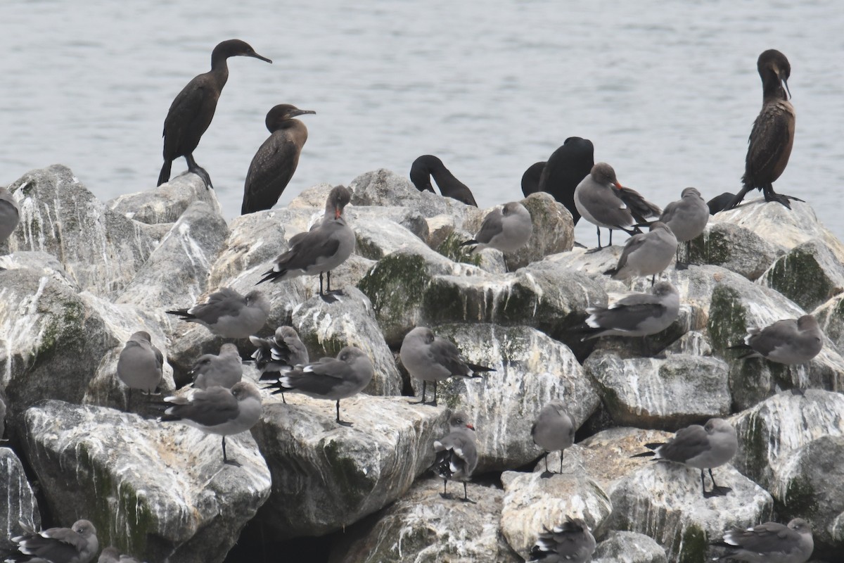 Heermann's Gull - ML643973819
