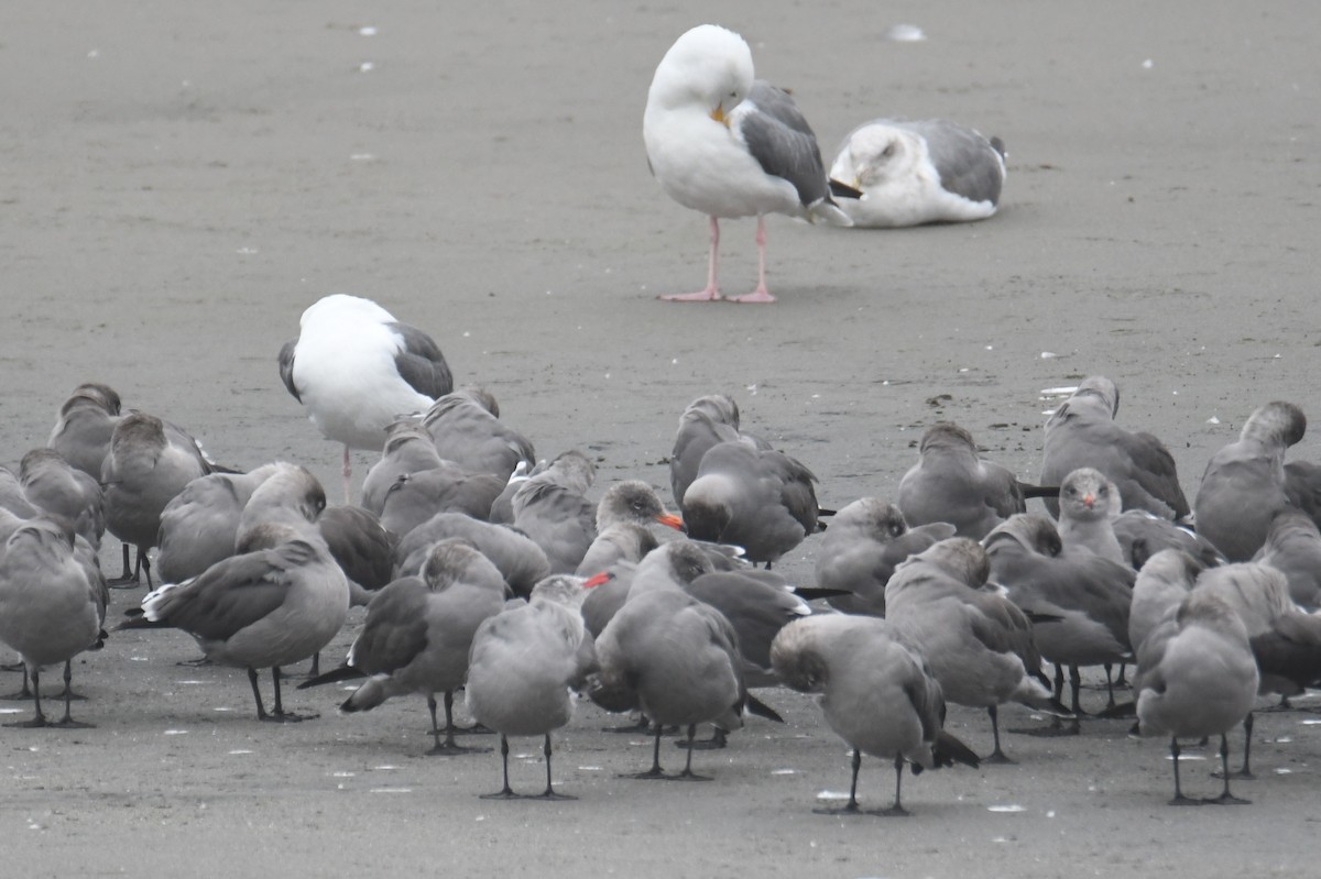 Heermann's Gull - ML643973820