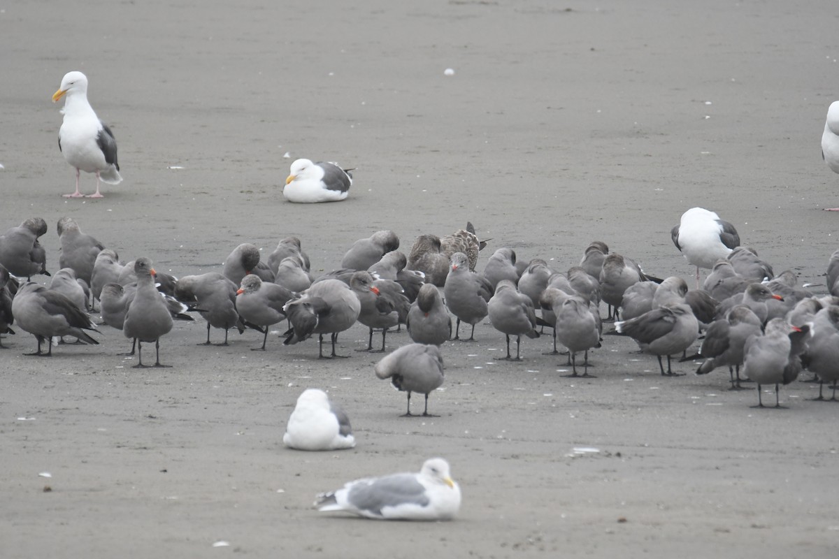 Heermann's Gull - ML643973822
