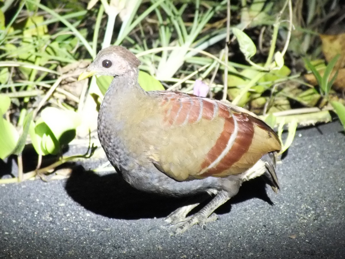 Moluccan Megapode - ML643973827
