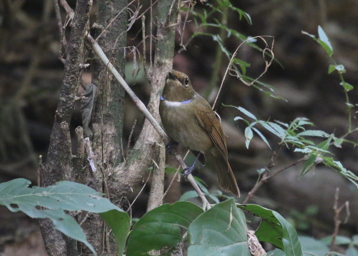 Rufous-bellied Niltava - ML643973828