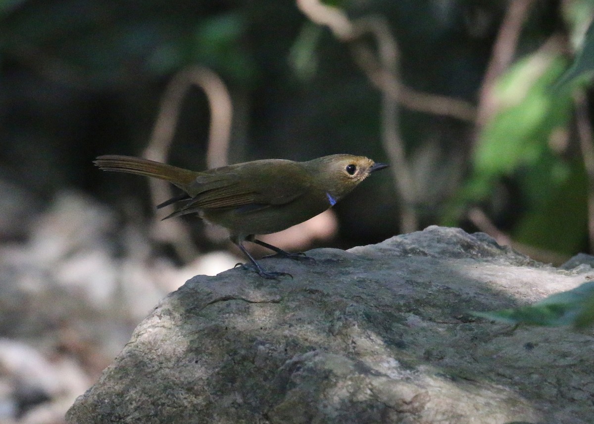 Rufous-bellied Niltava - ML643973829