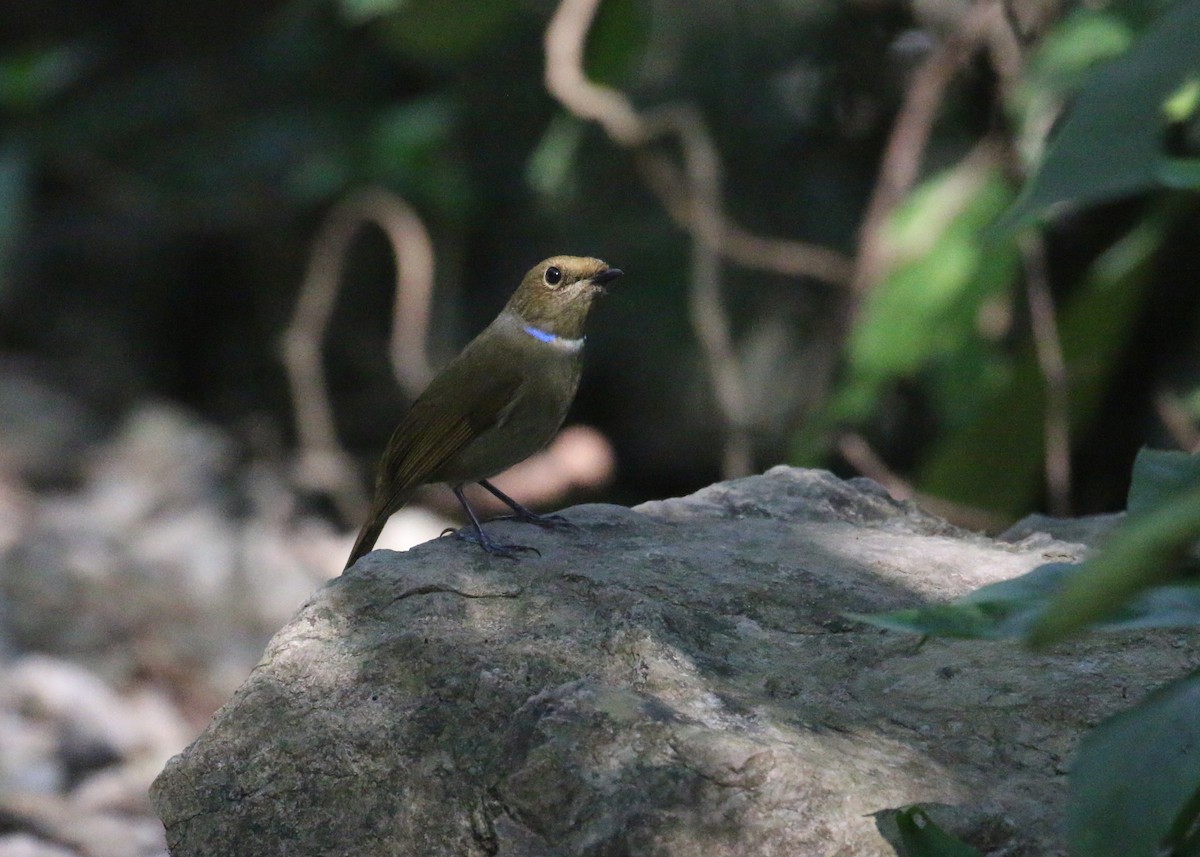 Rufous-bellied Niltava - ML643973830