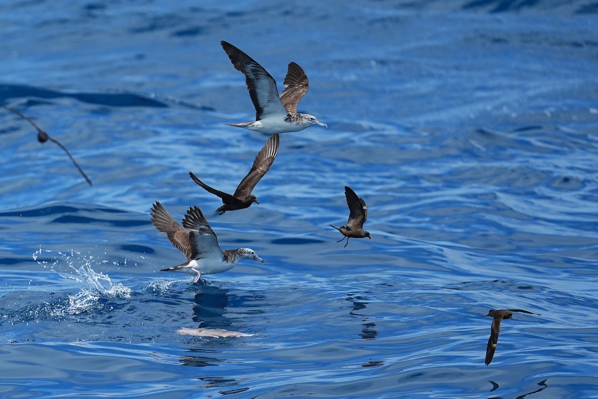 Swinhoe's Storm-Petrel - ML643973831