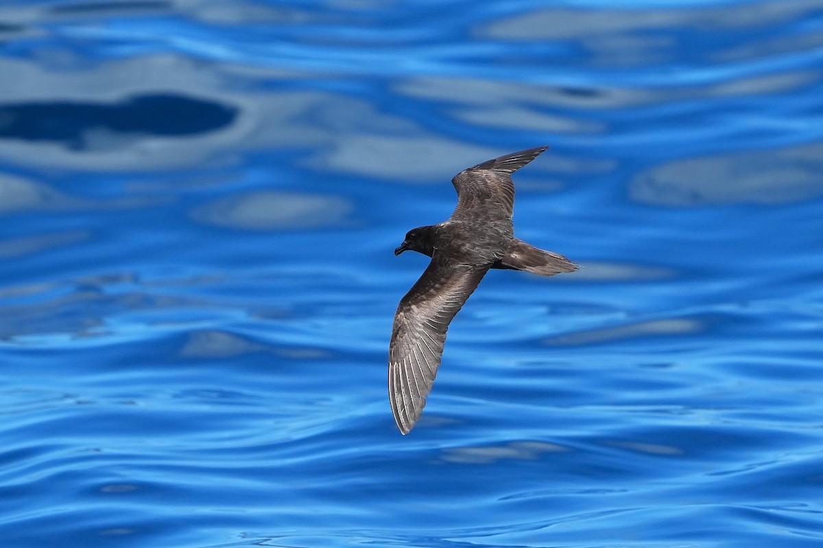 Bulwer's Petrel - ML643973832