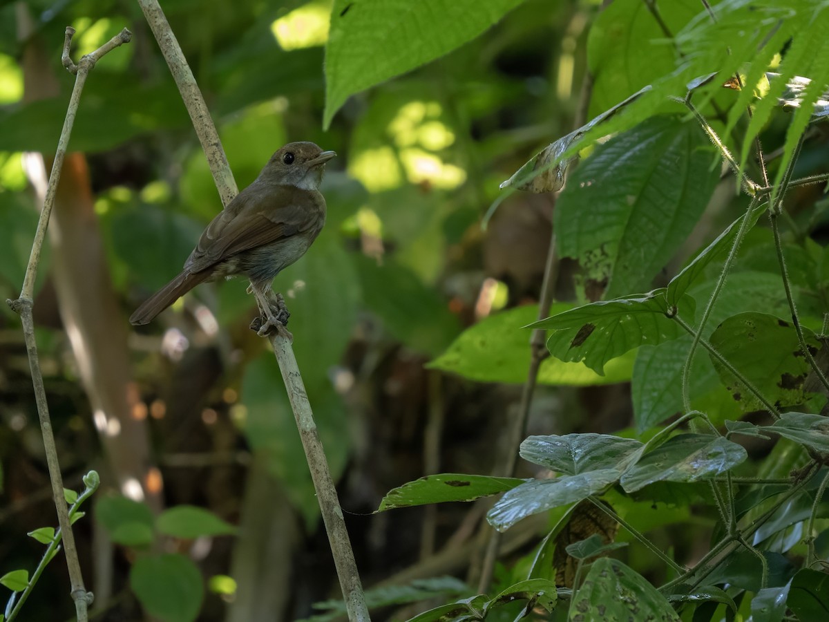Sula Jungle Flycatcher - ML643973837