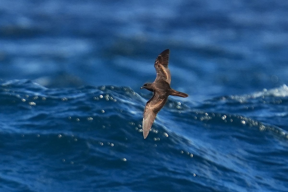 Bulwer's Petrel - ML643973841