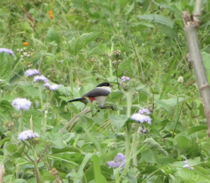 Black-crowned Waxbill - ML643973845