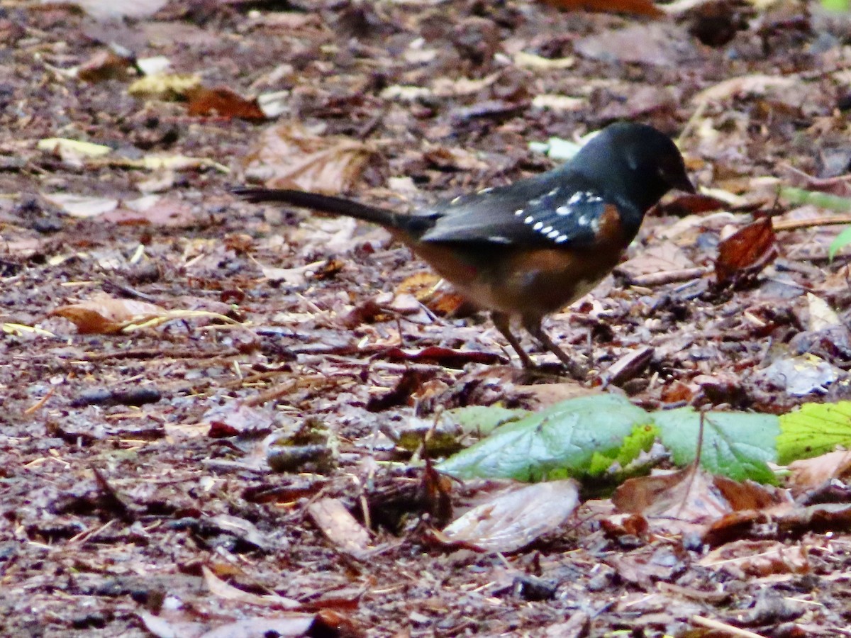 Spotted Towhee - ML643973854