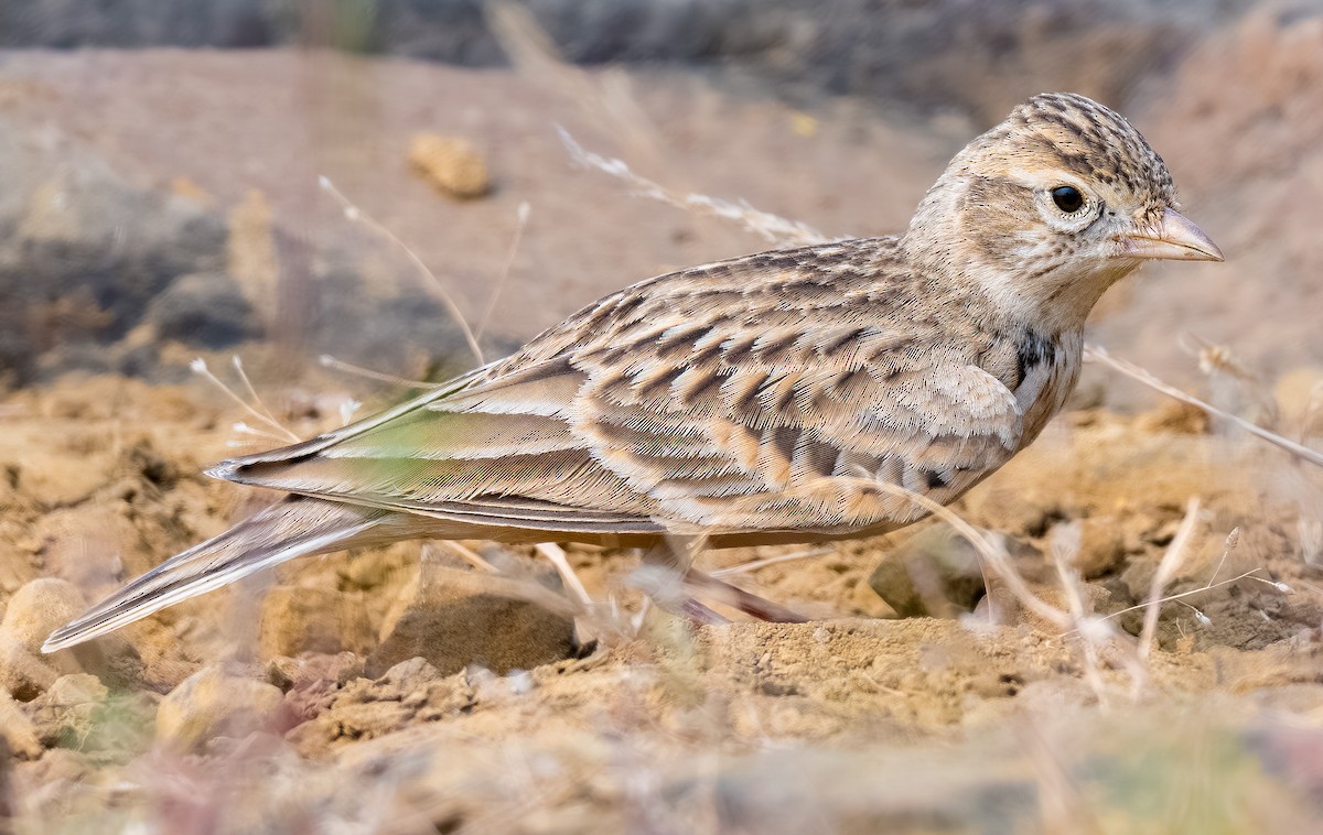 Alouette de Sykes - ML643973855