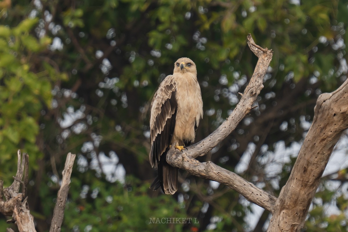 Tawny Eagle - ML643973857
