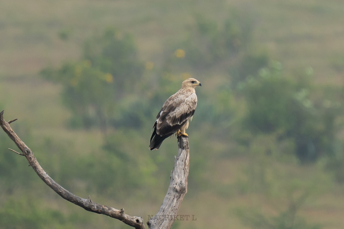 Tawny Eagle - ML643973858
