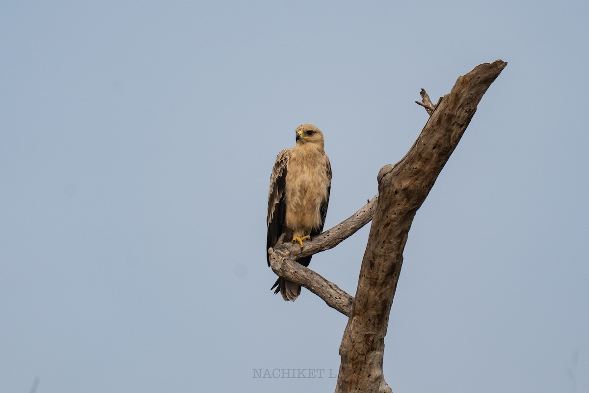 Tawny Eagle - ML643973859