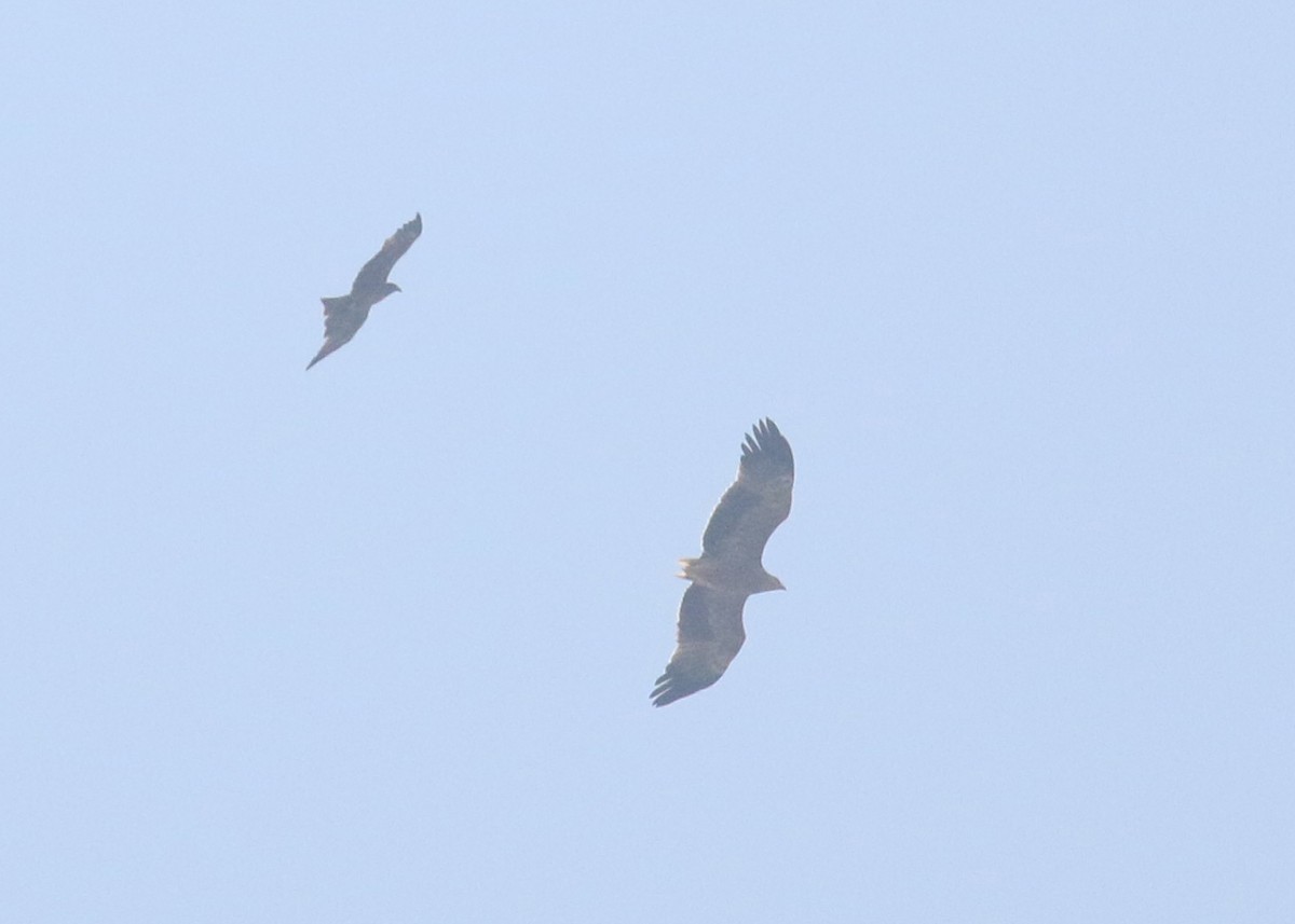 Clanga/Aquila sp. - ML643973860