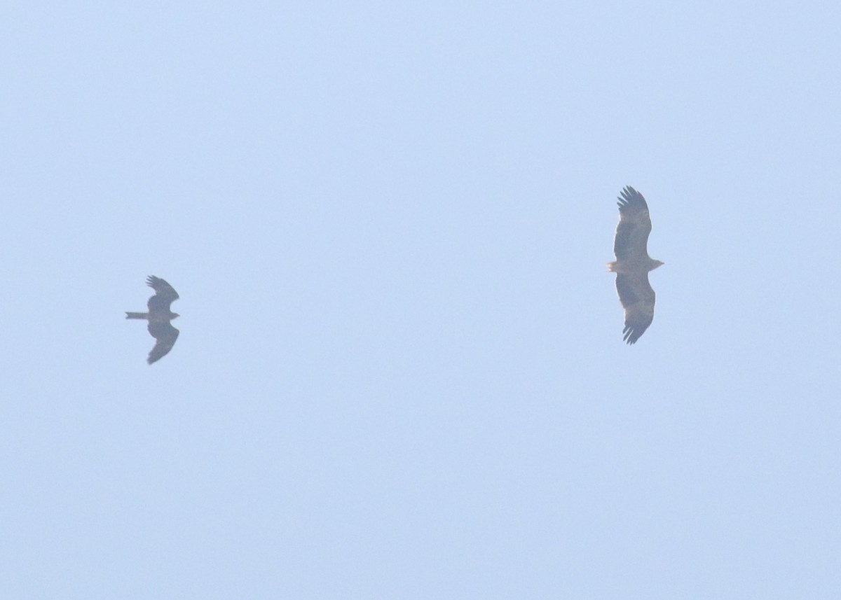 Clanga/Aquila sp. - ML643973861