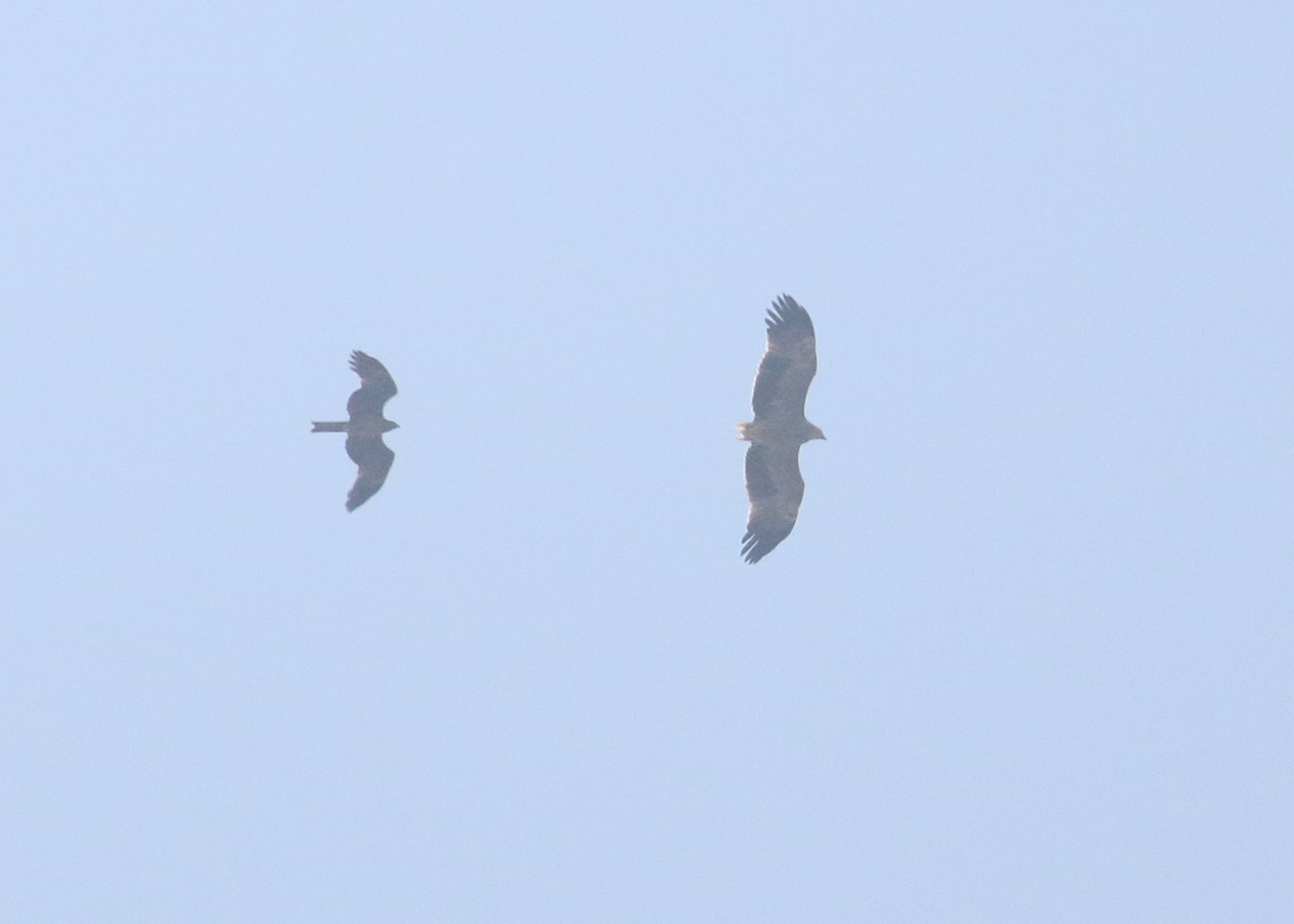 Clanga/Aquila sp. - ML643973862