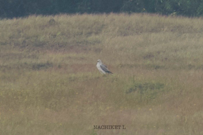 Pallid Harrier - ML643973890