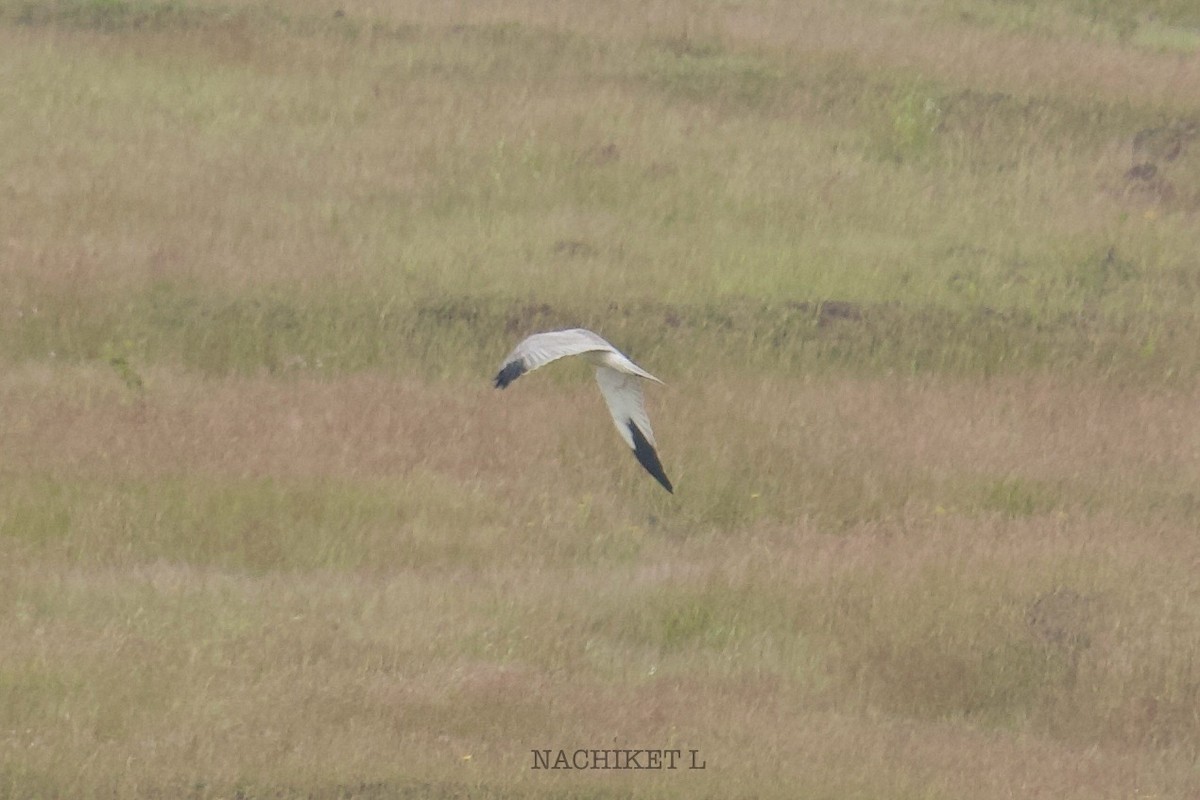 Pallid Harrier - ML643973891