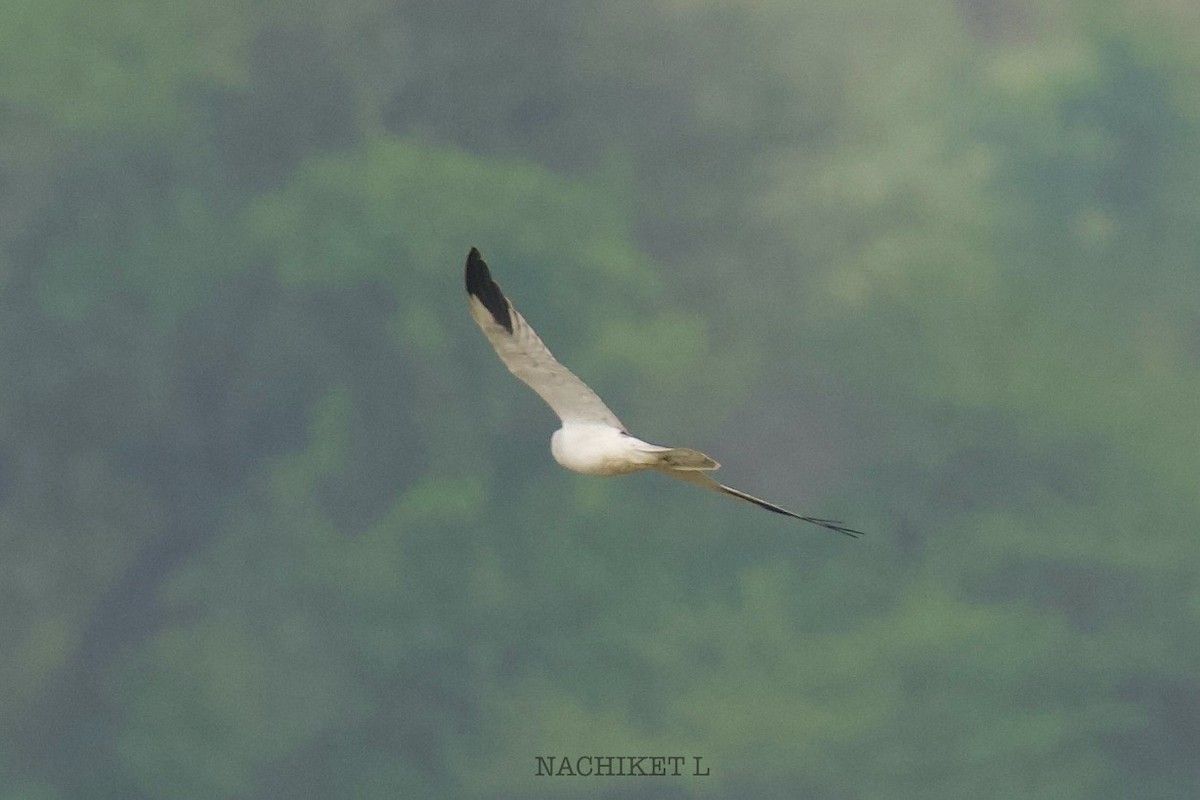 Pallid Harrier - ML643973892