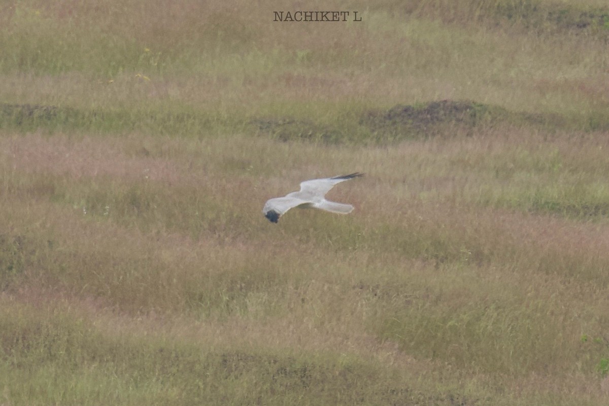 Pallid Harrier - ML643973893