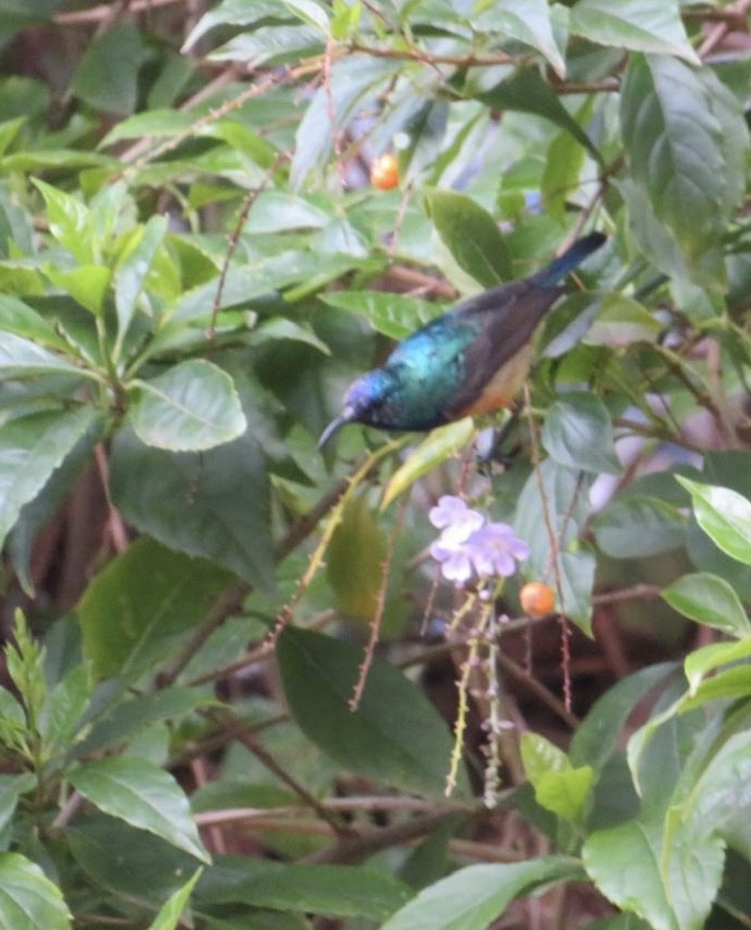Variable Sunbird - ML643973899