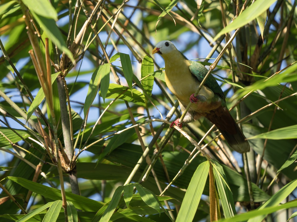 Sula Fruit-Dove - ML643973900